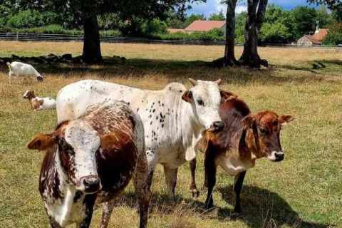 Vaches
